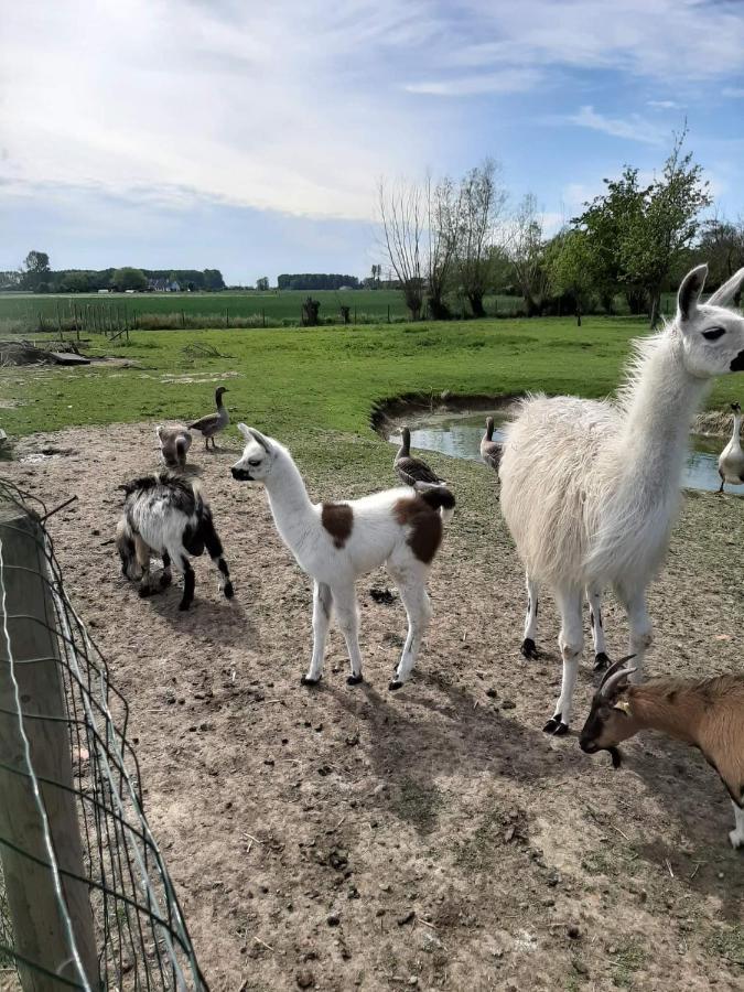 Gite Esprit Loft Fromelles Exteriör bild